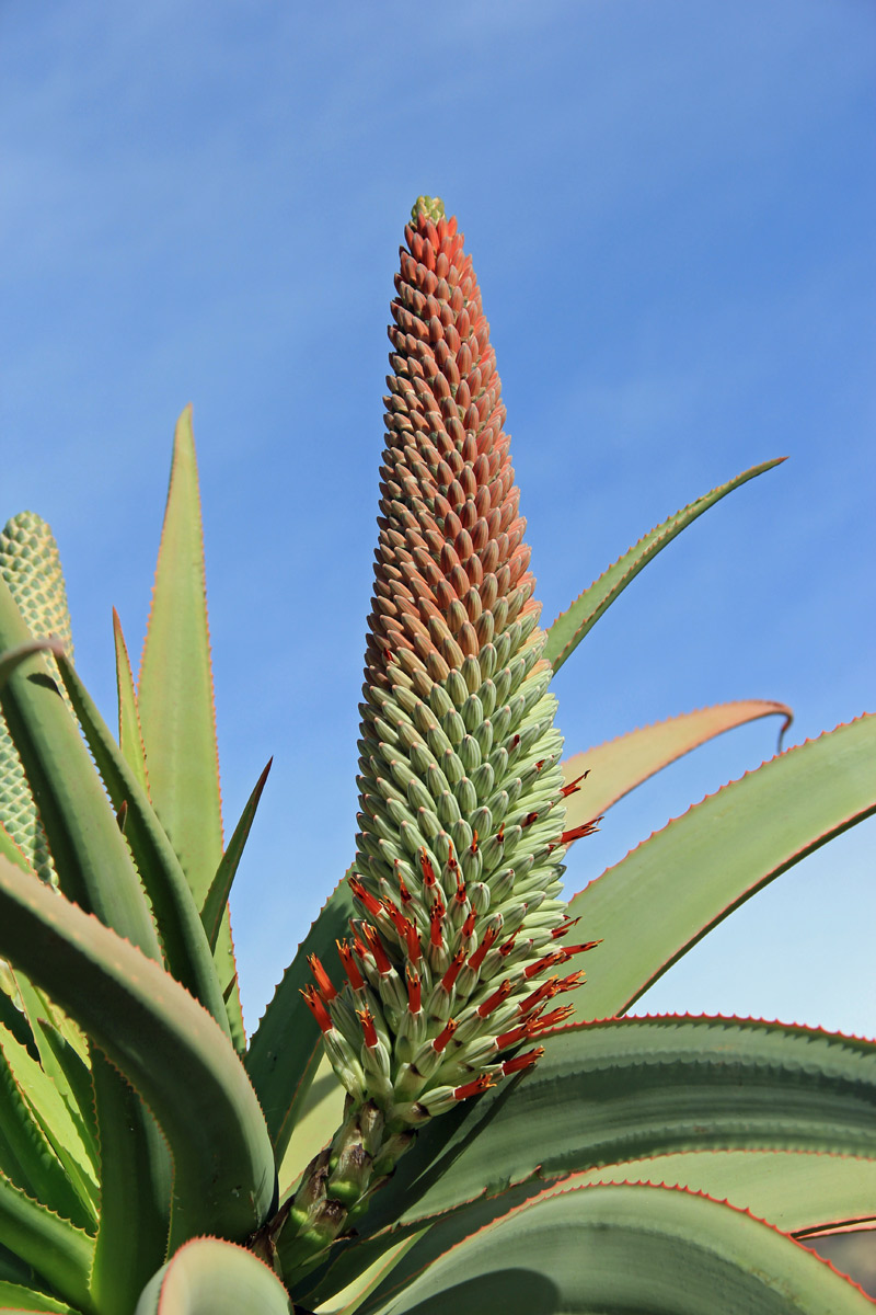 GIARDIN DE CACTUS di Gran Canaria